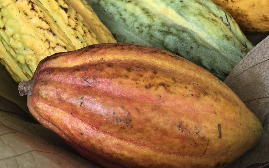 O longo caminho em direção a sustentabilidade do chocolate