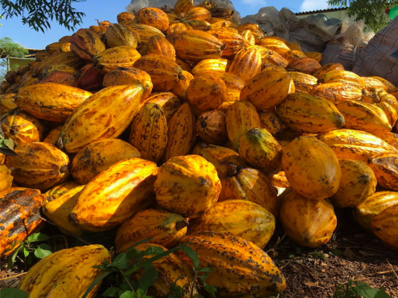 O que significa o termo bean to bar