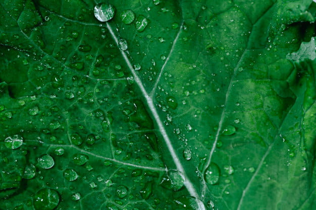 Plant based o novo conceito de alimentação