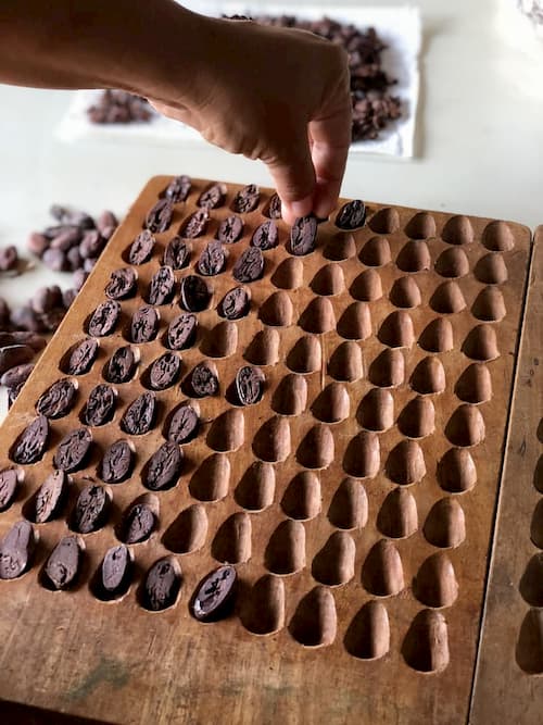 Tabua de selecao de cacau