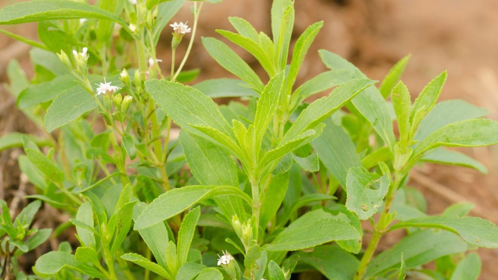 Stevia in natura