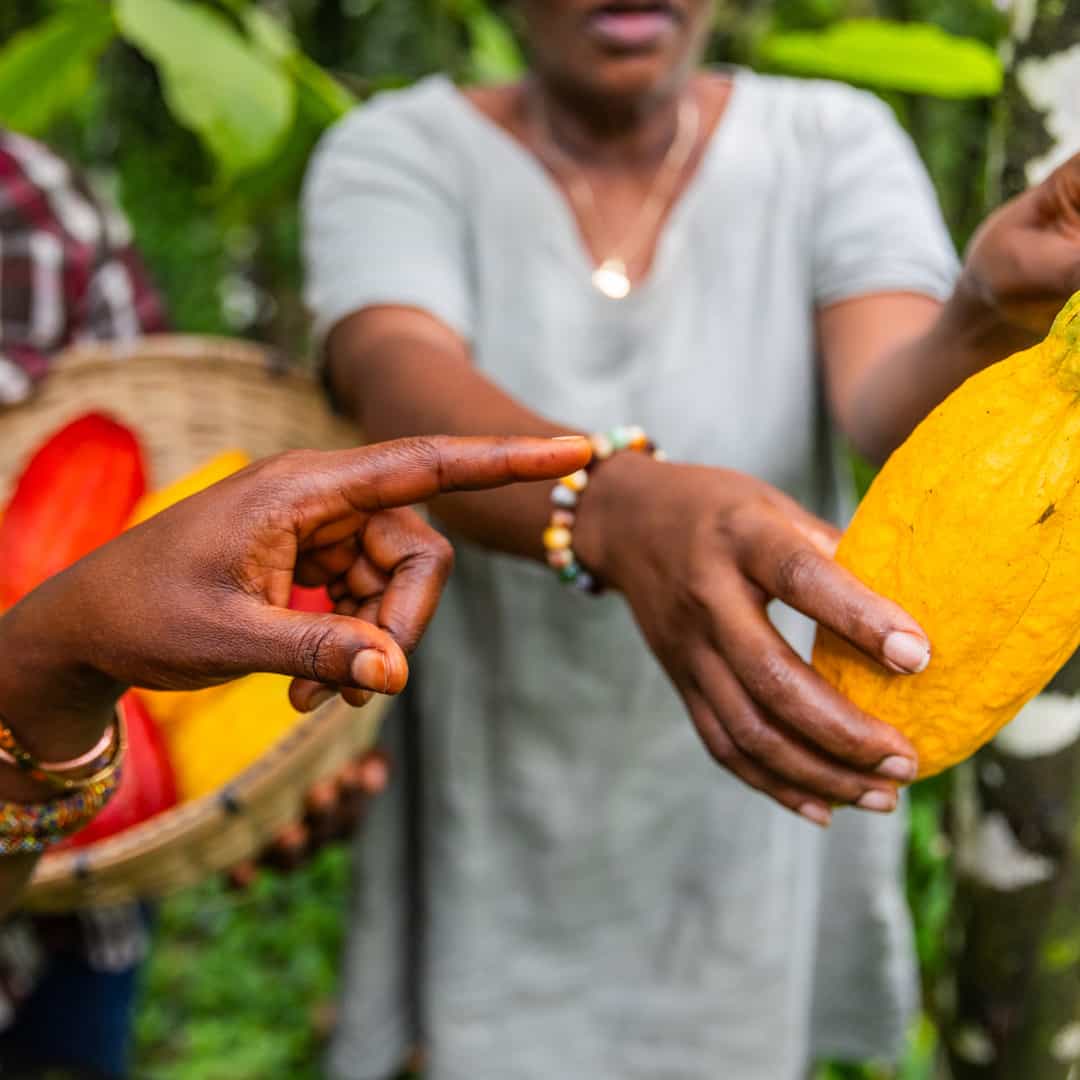 A Jornada Histórica do Cacau: Da Mesoamérica aos Dias Atuais