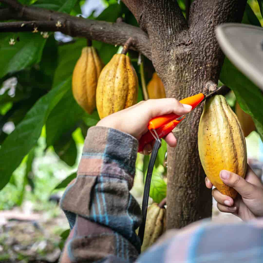 barra de cacau puro tudo o que você precisa saber